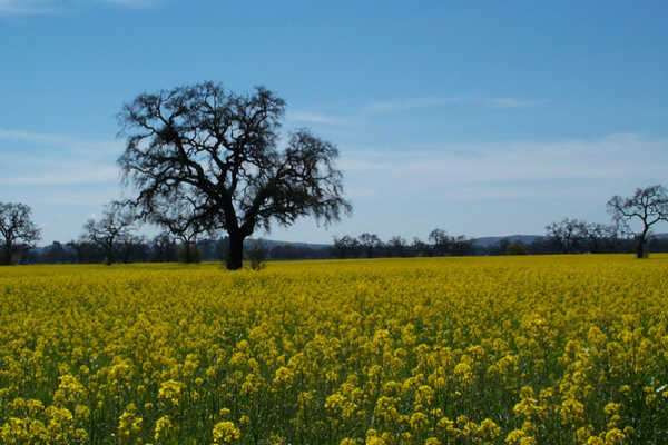 Mustard field