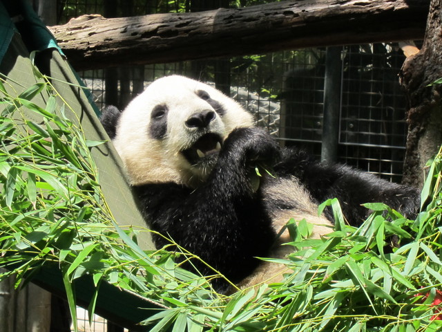 San Diego Zoo - panda