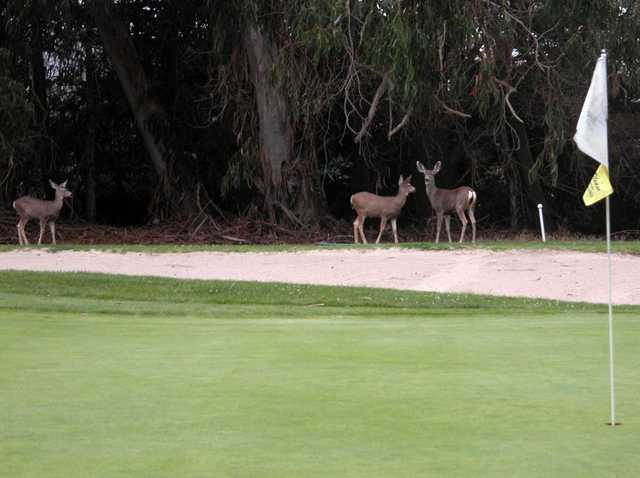 Marshallia Ranch Golf Course in Vandenberg AFB Marshallia Ranch Golf Course in Vandenberg AFB