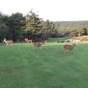 Sea Ranch Golf Links - Deer