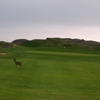 Golfers aren't the only creatures who enjoy Pacific Grove Golf Links.