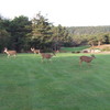 You'll see more deer at Sea Ranch Golf Links than you can imagine.