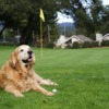 A view of hole #4 guarded by a dog at Valley Gardens Golf Course