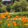 A view of a green surrounded by flowers at San Vicente Golf Resort.
