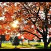 A fall day view from Riverside of Fresno Golf Course.