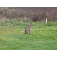 A family of bobcats lives behind the green of the second hole on the Oaks golf course at Temecula Creek Inn.