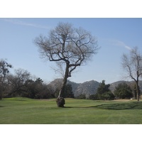 A tree in the middle of the fairway makes the par-5 11th at San Vicente Resort in Ramona, Calif., a little more difficult.