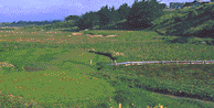 Bodega Harbour Golf Links