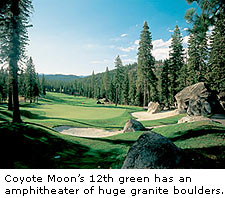Coyote Moon