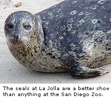 La Jolla Seals