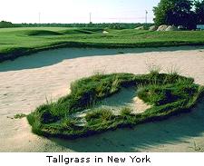 Tall Grass in New York