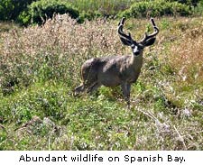 Wildlife Spanish Bay.jpg