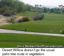 Desert Willow Mountain View - Desert Vegetation