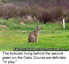 Temecula Creek Inn - Bobcat