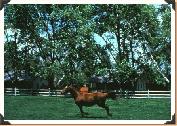 The Alisal Guest Ranch and Resort